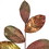 Vickerman RL192723 23" Mocha Magnolia Leaf Pick 4/Bag