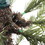Vickerman S150891 9' x 34" Green Feather Tree 488LED WW
