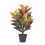 Vickerman T161130 30" Real touch croton in pot