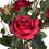 Vickerman TA181703 21" Red Rose Plant in Pot