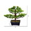 Vickerman TA192010 10" Potted Murraya Bonsai Tree