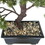 Vickerman TA192012 12" Potted Pine Bonsai Tree