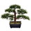 Vickerman TA192510 10" Potted Guest Greeting Bonsai Pine
