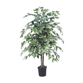 Vickerman Variegated Ficus Bush