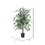 Vickerman TBU0240-06 4' Variegated Ficus Bush