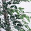 Vickerman TEC0260-07 6' Variegated Ficus tree