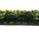 Vickerman TP171295 50" X 100" Green Boxwood Mat UV