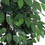 Vickerman TXX0140-06 4' Ficus Extra Full