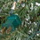 Vickerman C164912LED 48" Oregon Fir Swag WA 50LED Multi
