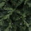 Vickerman DT211365 6.5' x 39" Southern Mixed Spruce 1732T