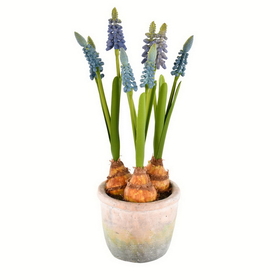 Vickerman 10" Hyacinths in Container 2/pk