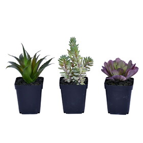 Vickerman 7" Artificial Succulent Black Plastic Planters Pot Set of 3