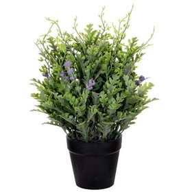 Vickerman FE222911 11" Green Senecio Cineraria, Potted