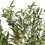 Vickerman FH190340 4' Green Potted Olive Tree