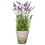 Vickerman FJ190520 20" Lavender In Cement Pot