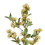 Vickerman FM222501 31" Mustard Yellow Wild Berry Spray 2/bg, Price/each