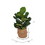 Vickerman FM229728 27.5" Green Fig Tree In Pot, Price/each