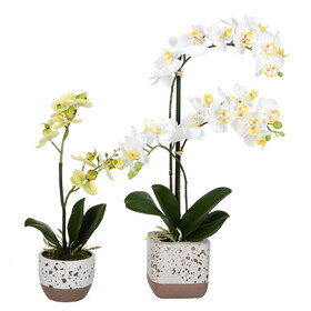Vickerman 13.5" 18" Artificial Mini White Phalaenopsis Set Of 2 Real Touch