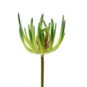 Vickerman 6.75" Artificial Green Jade Pick Set of 3