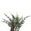 Vickerman FQ224172 6' Snow Cedar Hanging Garland W/Cone, Price/each
