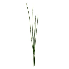 Vickerman 31'' Artificial Green Horsetail Bundle Pack of 2
