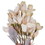 Vickerman FXT222325 25.5" Cream Primrose Flower Spray 3/Bag, Price/each