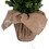 Vickerman G231537LEDBO 36" x 21" Cobby Spruce Tree BO 50WW