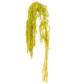 Vickerman H1AMA110 16-20" Natural Dried Lime Green Amaranthus Bundle, 3.5 Oz. This Is A Natural Product, Dimensions And Color May Vary Plant To Plant.