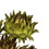 Vickerman H1ART100-9 12" Basil Artichoke on Nat Stem 9/pk