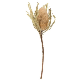 Vickerman 12" Natural Banksia Flower Stem 3/Pk