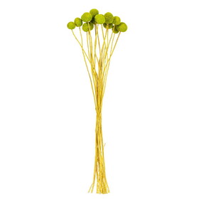 Vickerman H1BBN110 16-20" Natural Dried Lime Green Craspedia Bunch 1.75 Oz.,Approximately 15-18 Heads.This Is A Natural Product