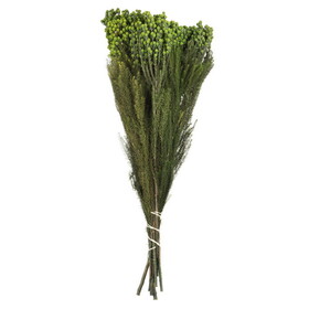 Vickerman H1LAN150 12-15" Green Lanuginosa Bundle