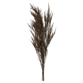 Vickerman 36-40" Green Reed Grass Bundle