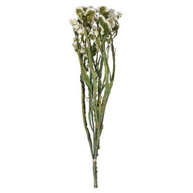 Vickerman H1SAT900 19.5" White Statice Flower 1.25oz Bunch