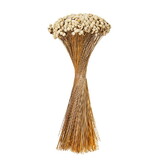 Vickerman H2FLO000 14" Dried Natural Floral Button Bunch, 16 Oz. This Is A Natural Product, Dimensions And Color May Vary Plant To Plant.