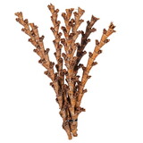 Vickerman H2LADS000 18" Dried Natural Buriti Twig, 18 Per Bag. This Is A Natural Product, Dimensions And Color May Vary Plant To Plant.