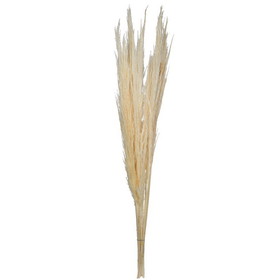 Vickerman 46" Bleached Pampas Grass Medium 10Pk