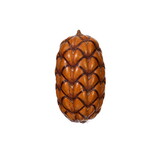 Vickerman H2UXI000 2"-3" Natural Uxi Pod, 24 Per Bag. This Is A Natural Product, Dimensions And Color May Vary Plant To Plant.
