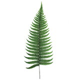 Vickerman H3PCH150 16-18" Fern Green Fern- Parchment, 10 Stems, Preserved