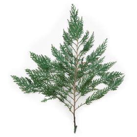 Vickerman 18-24"  Port Orford Green Cedar Branches 10Lb Box Preserved