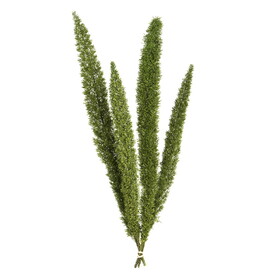 Vickerman 8-10" Green Foxtail Fern 16 Stem Bunch Preserved