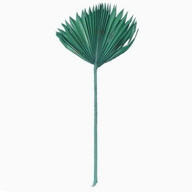 Vickerman H7PSS175 13.75-19.5" Emerald Palm Sun Spear 12/bg