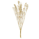 Vickerman HA5GYP000 24" Natural White Dried Gypsophila Baby'S Breath Bunch,0.7 Oz.This Is A Natural Product