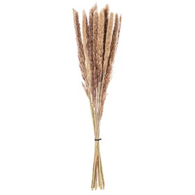 Vickerman HA5REE000 30" Dried Natural Brown Reed Bunch.Approximately 20 Stems.This Is A Natural Product,Dimensions And Color May Vary Plant To Plant.