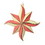 Vickerman MT202106 7.5" Coral 8 Point Star Ornament 2/Bag