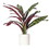 19" Rattlesnake Calathea in White Pot