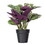 16" Calathea Veitchiana in Black Pot