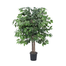 Vickerman Ficus Bush