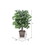 Vickerman TBU0140-SB 4' Ficus Bush Brown Square Plastic Pot