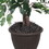 Vickerman TBU0240 4' Variegated Ficus Bush